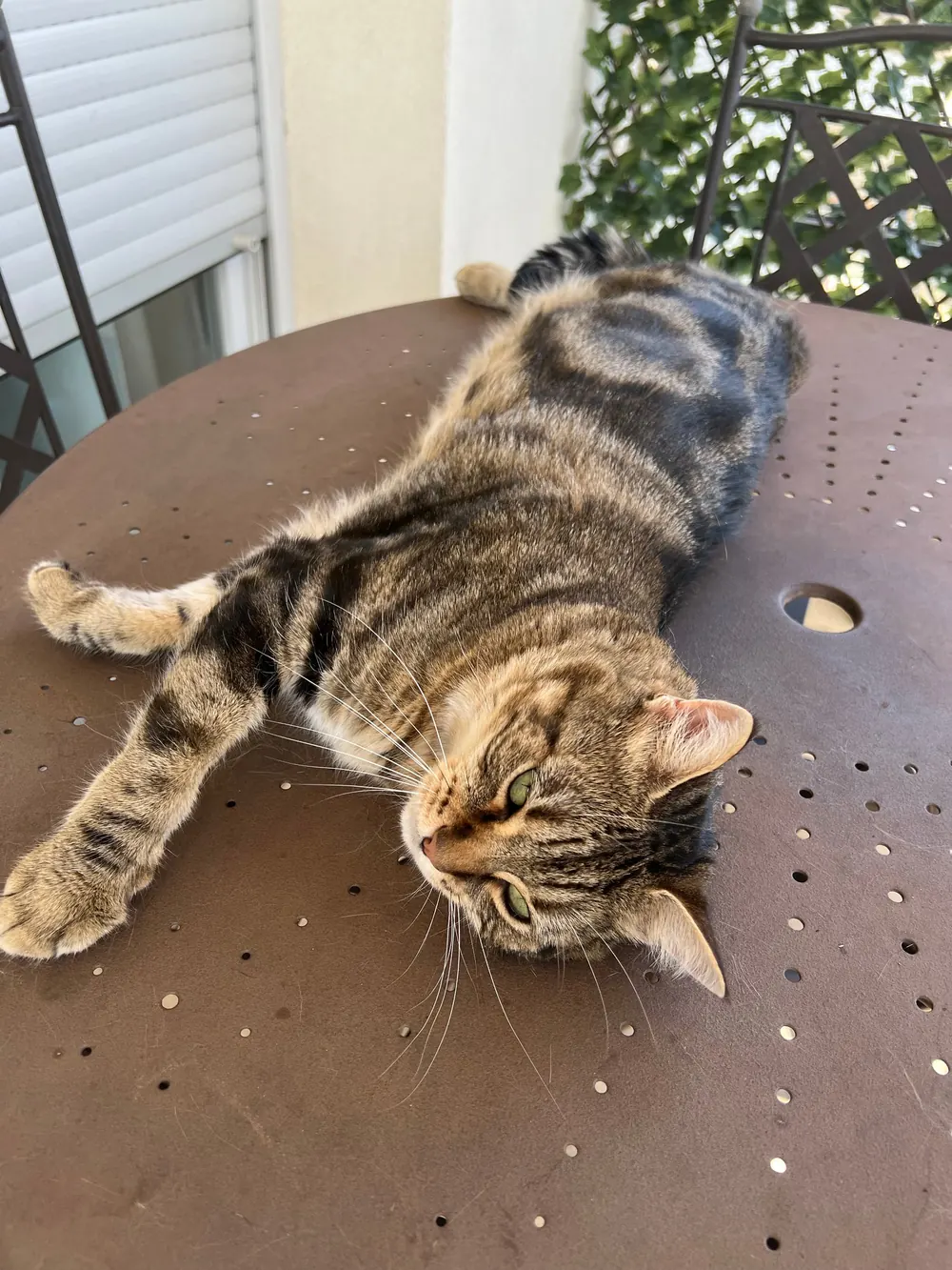 Chat tigré étendu sur une table de jardin
