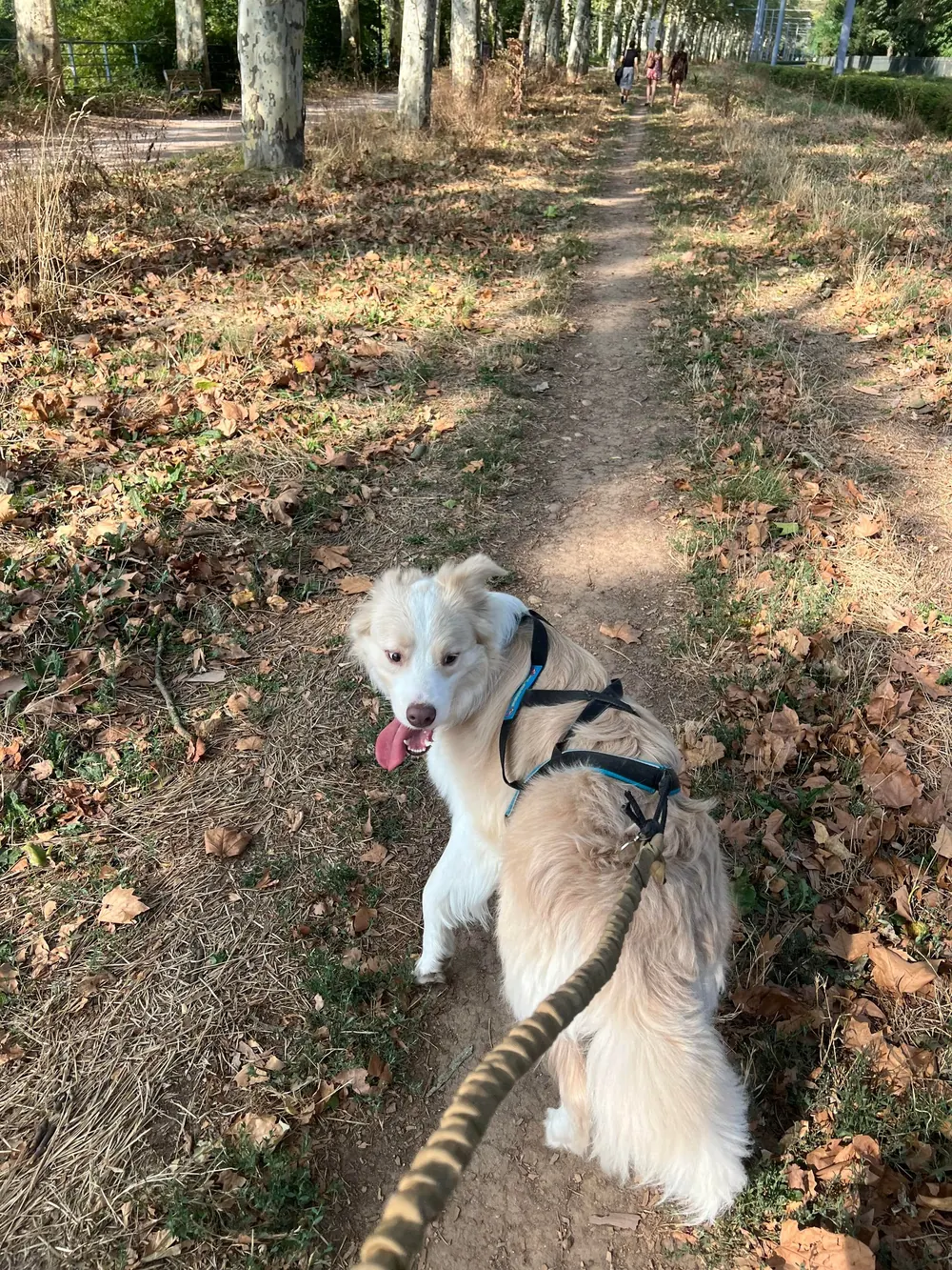 Chien blanc en balade dans les feuilles mortes