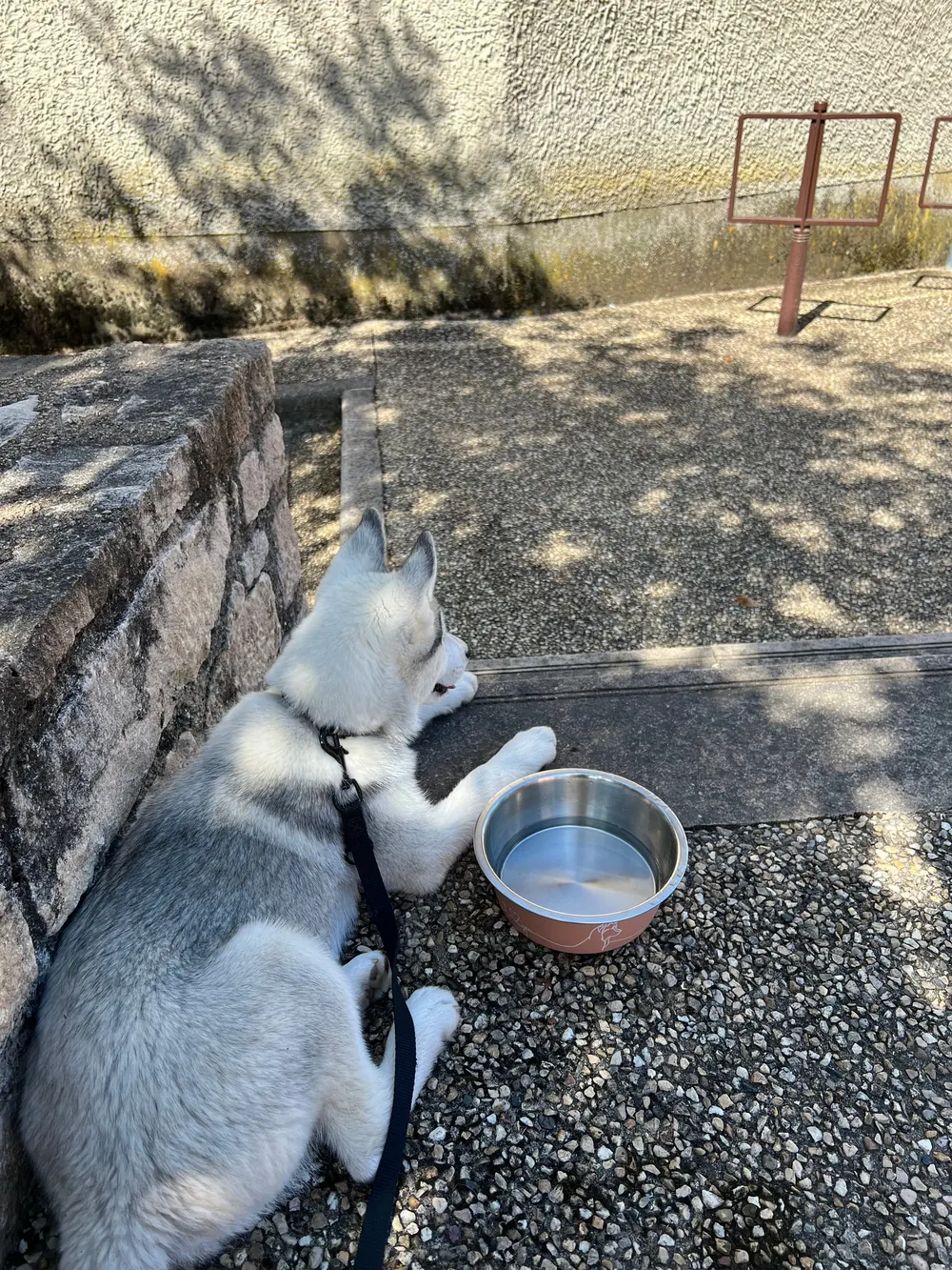 Chiot husky en laisse près de sa gamelle