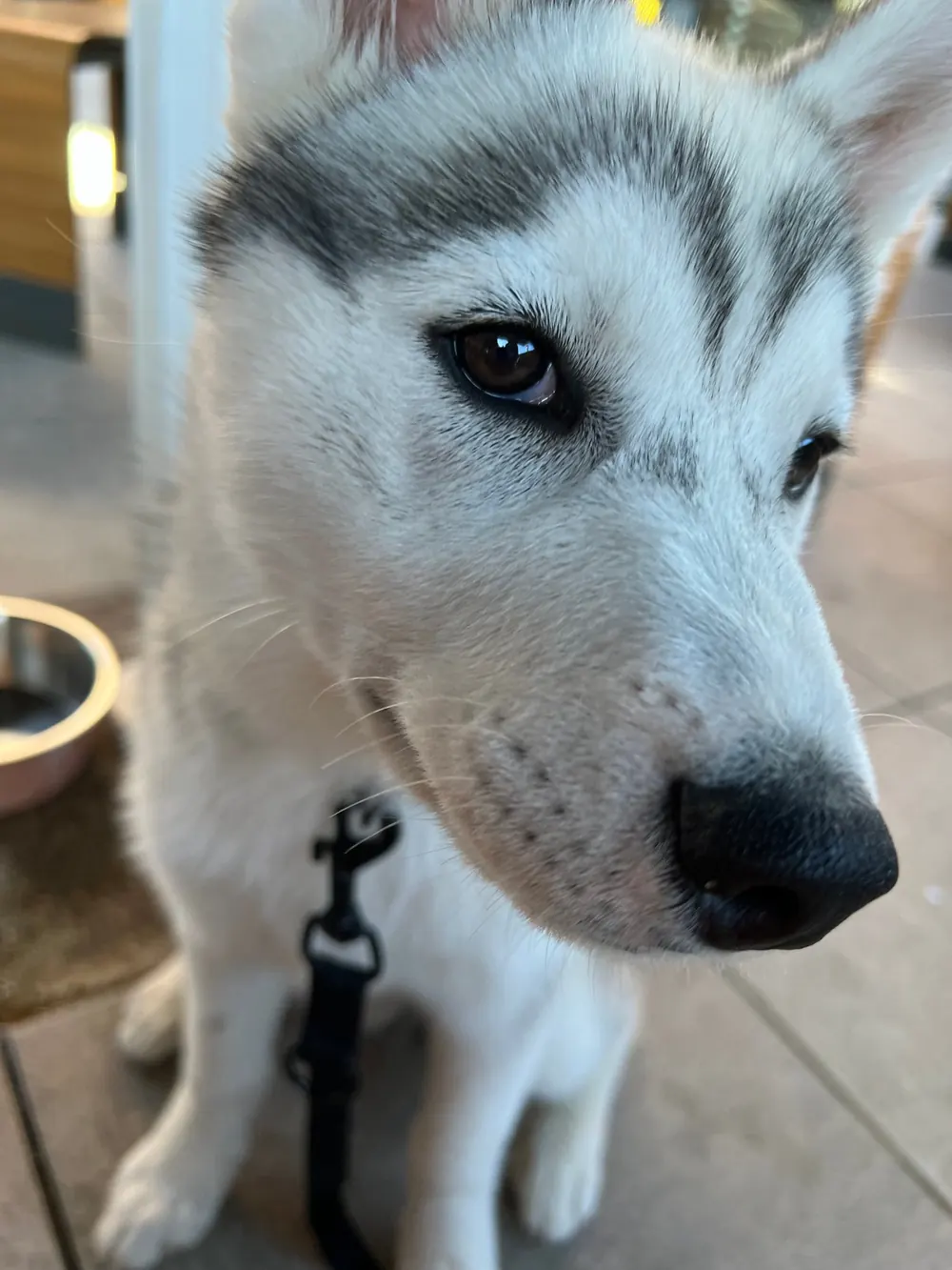 Gros plan sur un chiot husky