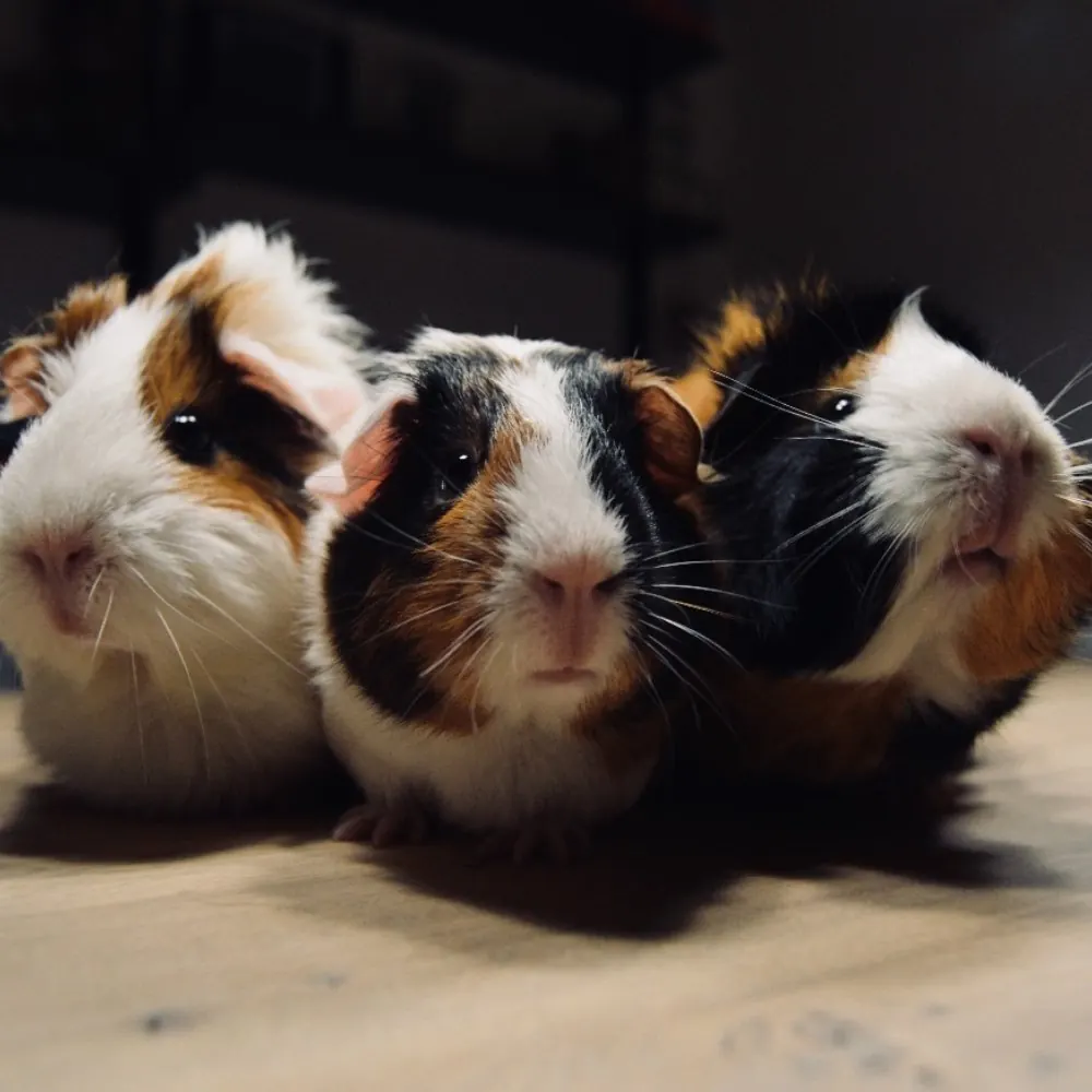 Trois cochons d'Inde côte à côte